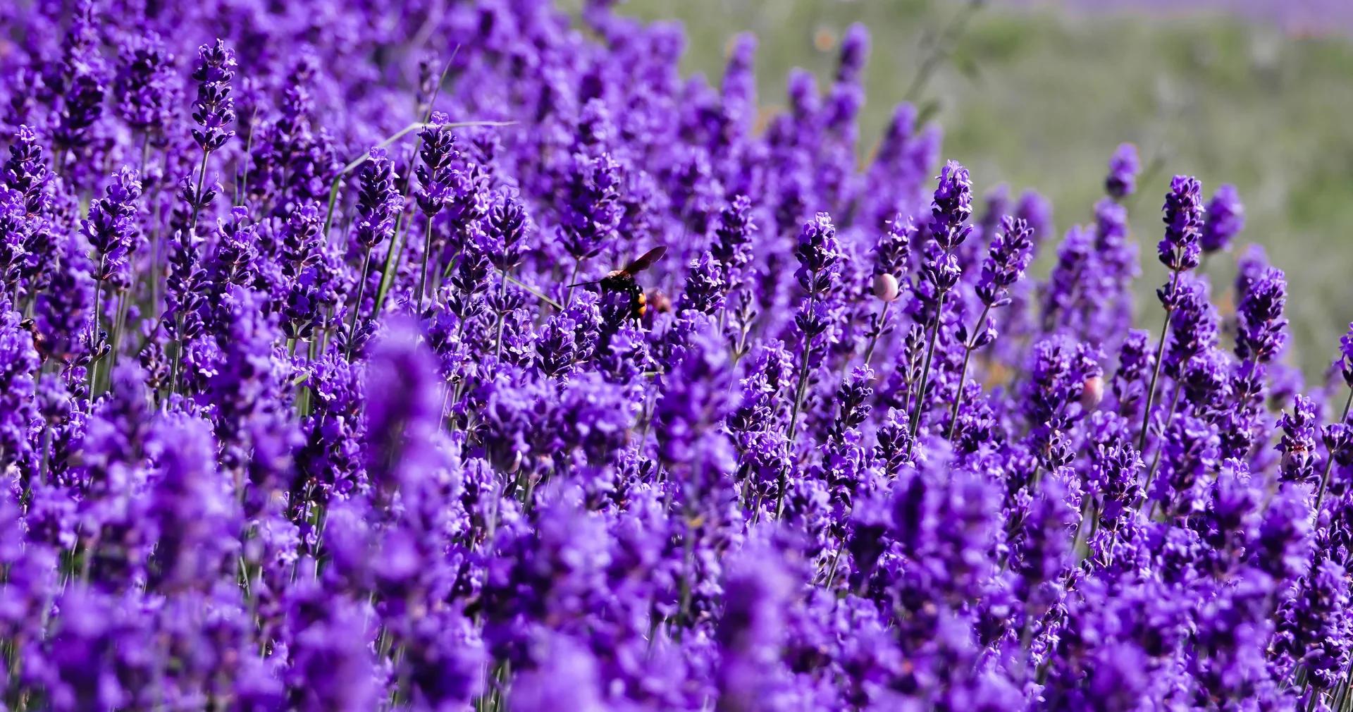 Purple Day